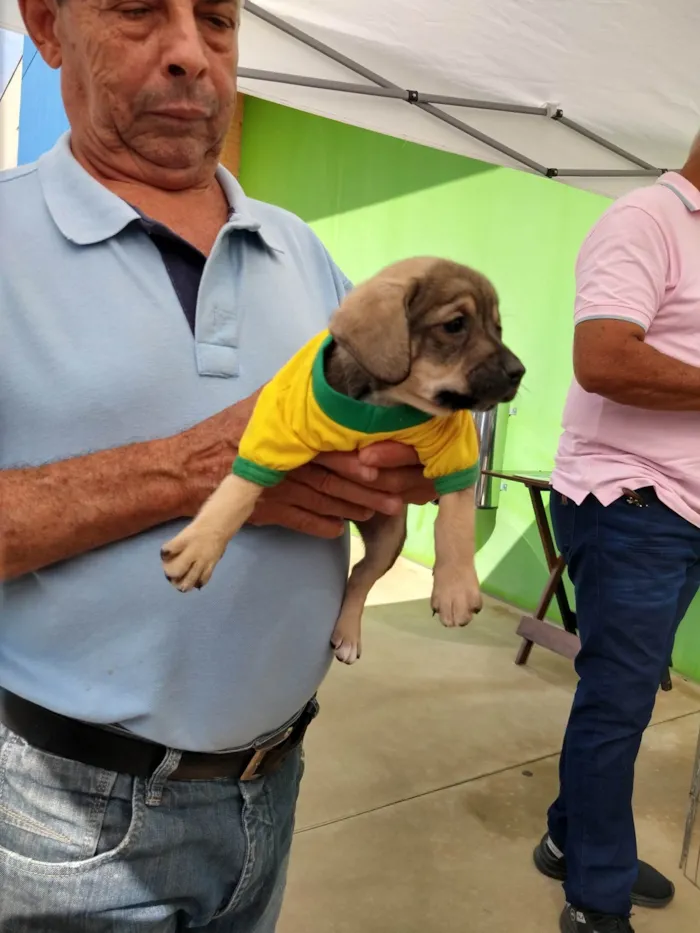 Cachorro ra a SRD-ViraLata idade 2 a 6 meses nome Alana