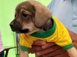 Cachorro raça SRD-ViraLata idade 2 a 6 meses nome Alana