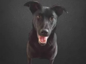 Cachorro raça SRD-ViraLata idade 1 ano nome Bethania 