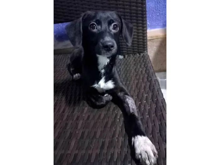 Cachorro ra a SRD-ViraLata idade 7 a 11 meses nome Sloan