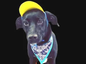 Cachorro raça SRD-ViraLata idade 1 ano nome Oliver