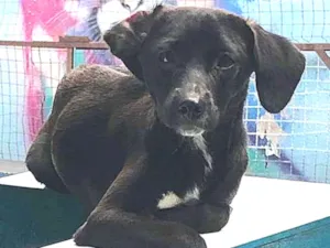 Cachorro raça SRD-ViraLata idade 7 a 11 meses nome Sloan