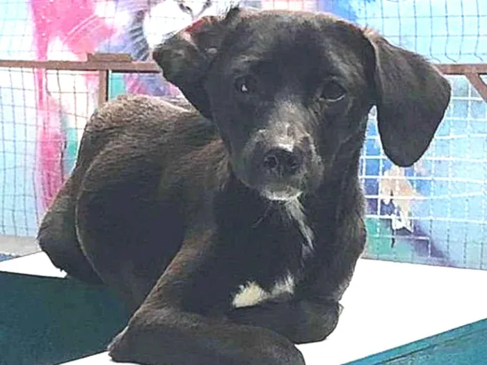 Cachorro ra a SRD-ViraLata idade 7 a 11 meses nome Sloan