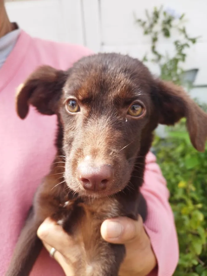 Cachorro ra a SRD-ViraLata idade 2 a 6 meses nome BELA