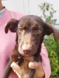 BELA