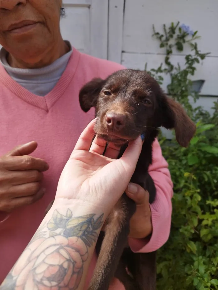 Cachorro ra a SRD-ViraLata idade 2 a 6 meses nome BELA