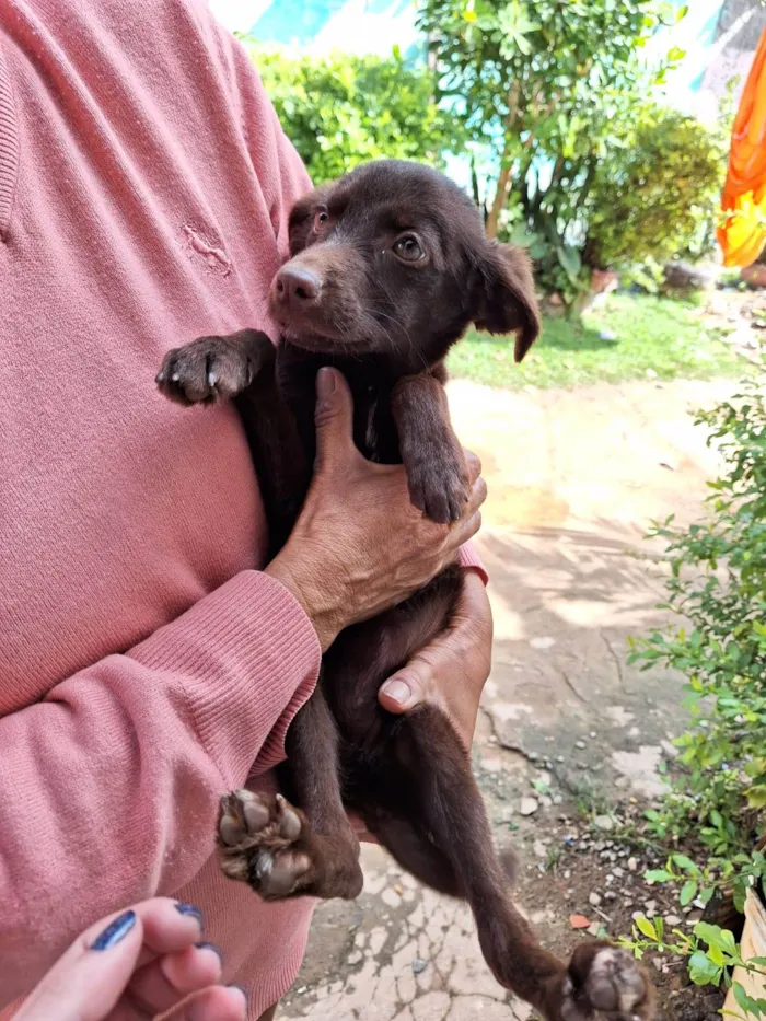 Cachorro ra a SRD-ViraLata idade 2 a 6 meses nome BELA