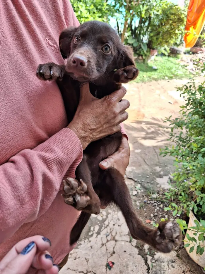 Cachorro ra a SRD-ViraLata idade 2 a 6 meses nome BELA