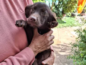 Cachorro raça SRD-ViraLata idade 2 a 6 meses nome BELA