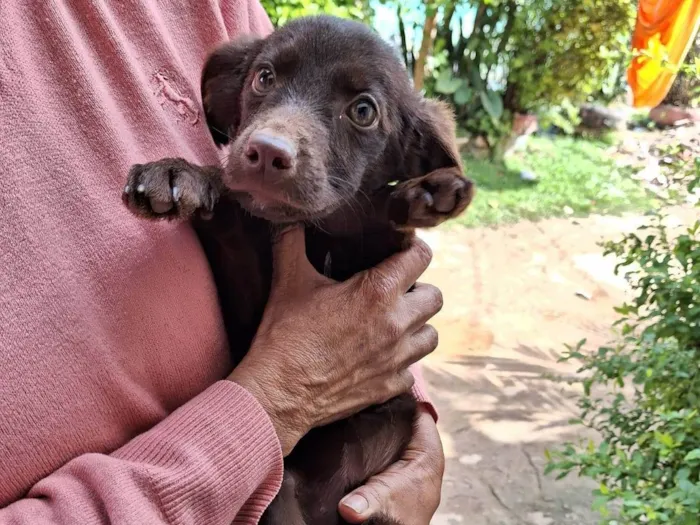 Cachorro ra a SRD-ViraLata idade 2 a 6 meses nome BELA
