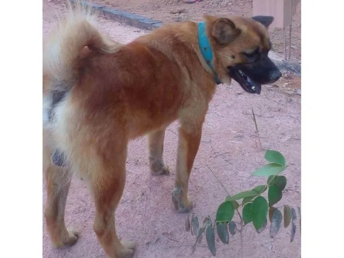 Cachorro ra a Chow Chow idade  nome NÃO SEI