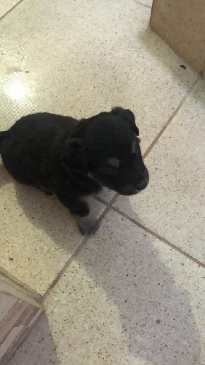 Cachorro ra a SRD-ViraLata idade Abaixo de 2 meses nome lili, vandinha e preta