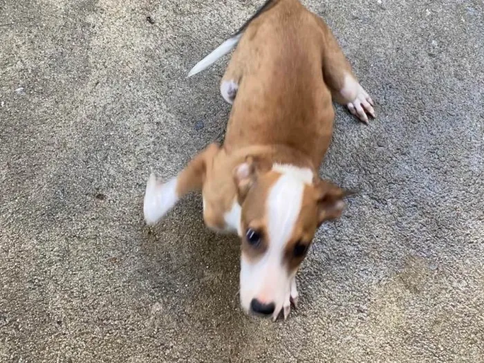 Cachorro raça SRD-ViraLata idade 2 a 6 meses nome Thor