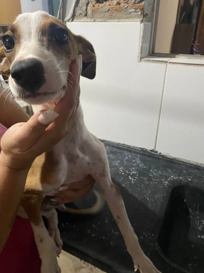 Cachorro raça SRD-ViraLata idade 2 a 6 meses nome Thor