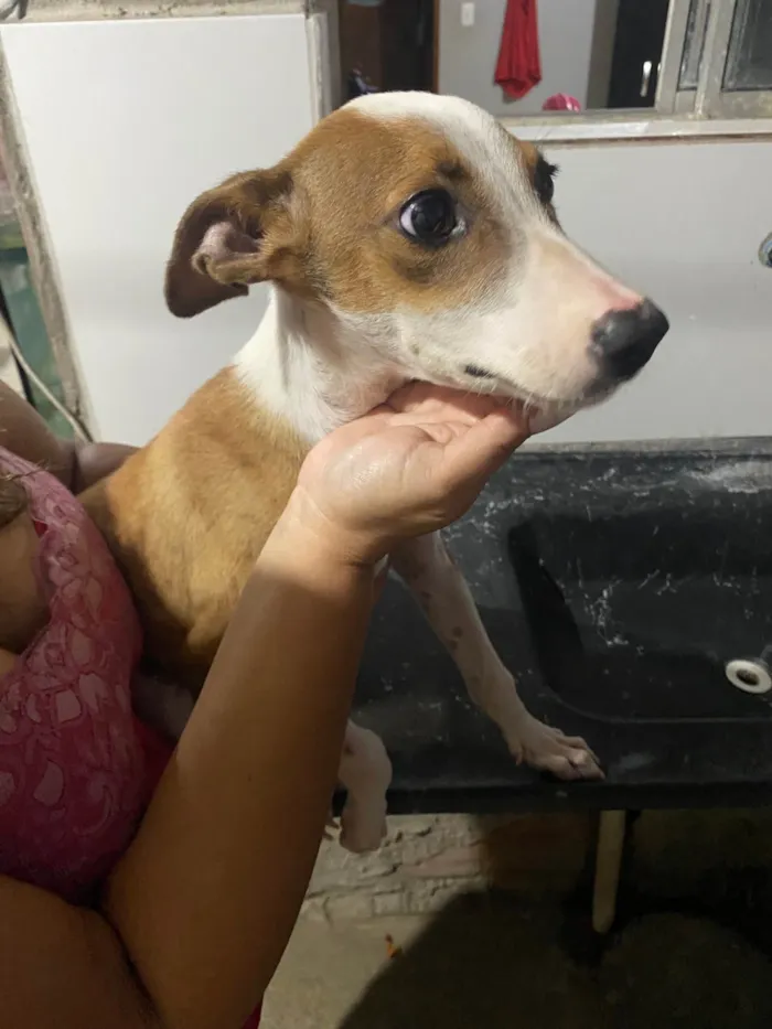 Cachorro raça SRD-ViraLata idade 2 a 6 meses nome Thor
