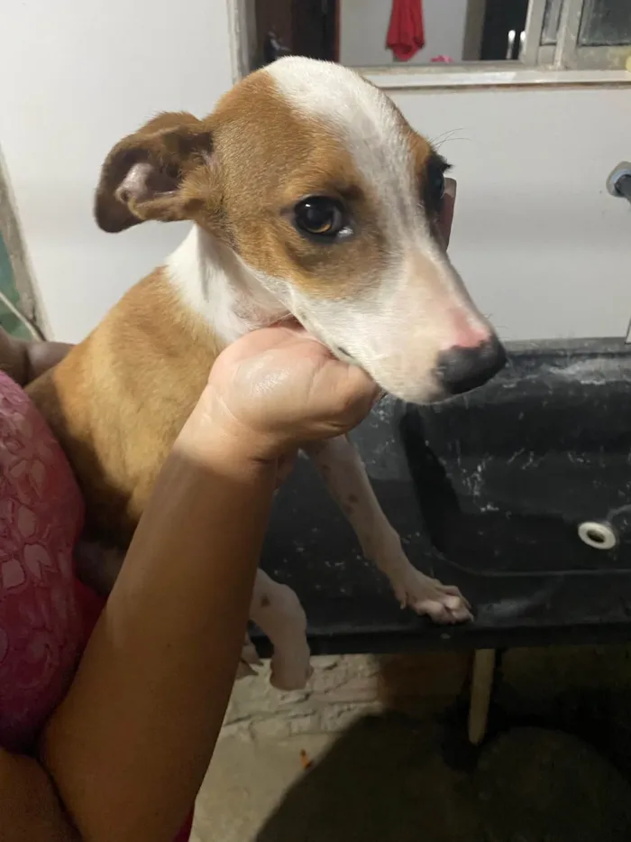 Cachorro raça SRD-ViraLata idade 2 a 6 meses nome Thor