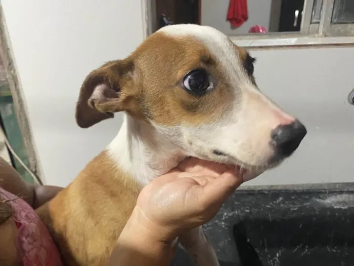 Cachorro raça SRD-ViraLata idade 2 a 6 meses nome Thor