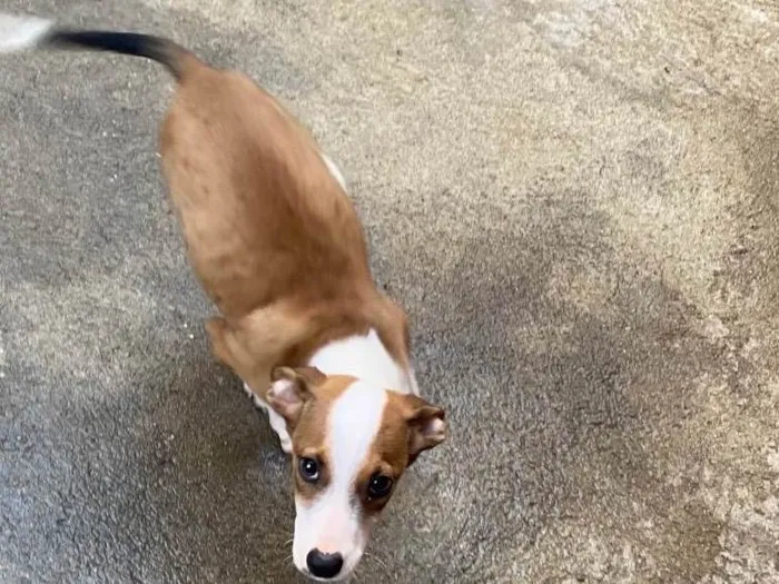 Cachorro raça SRD-ViraLata idade 2 a 6 meses nome Thor