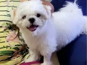 Cachorro raça Shitzu idade 1 ano nome Bebe