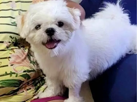 Cachorro raça Shitzu idade 1 ano nome Bebe