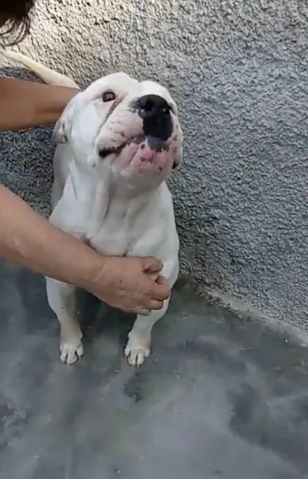 Cachorro raça  idade 7 a 11 meses nome Marley