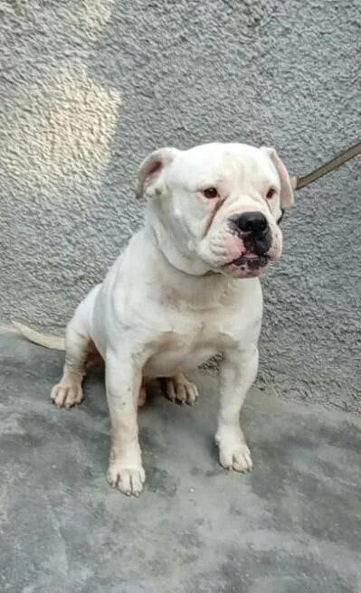 Cachorro raça  idade 7 a 11 meses nome Marley