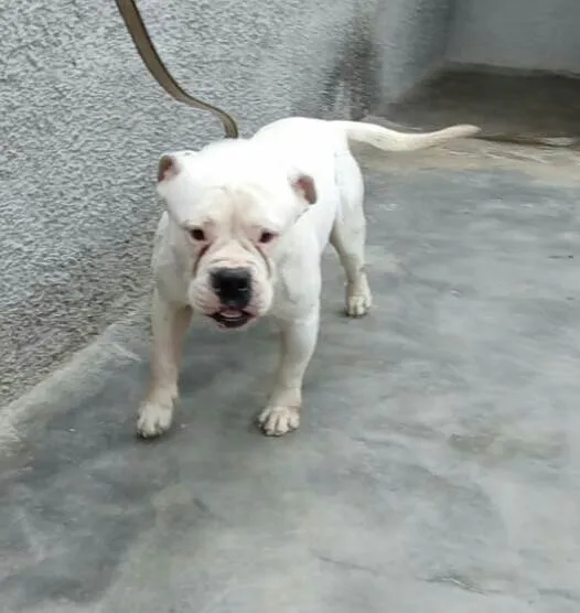 Cachorro raça  idade 7 a 11 meses nome Marley
