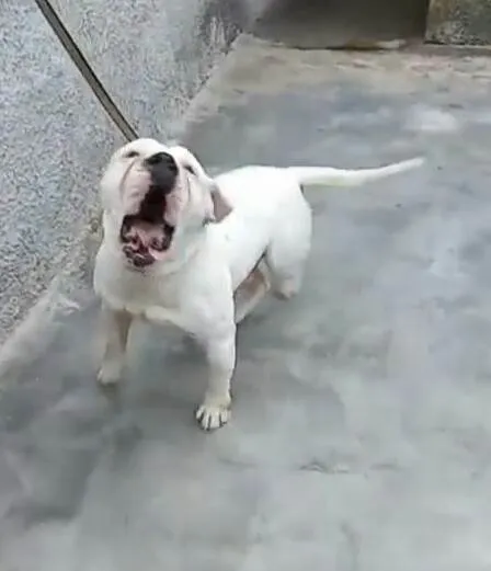 Cachorro raça  idade 7 a 11 meses nome Marley