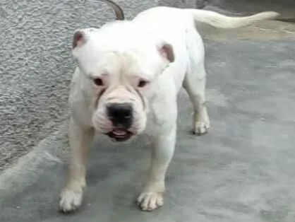 Cachorro raça  idade 7 a 11 meses nome Marley