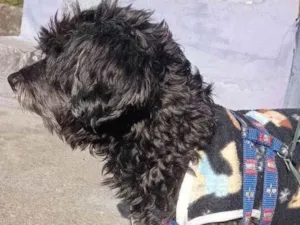 Cachorro raça SRD-ViraLata idade 2 anos nome Pretinho