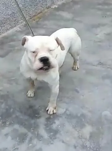 Cachorro raça  idade 7 a 11 meses nome Marley