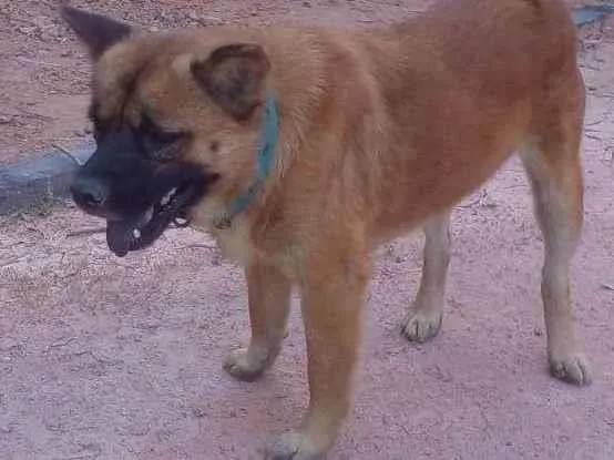 Cachorro ra a Chow Chow idade  nome NÃO SEI