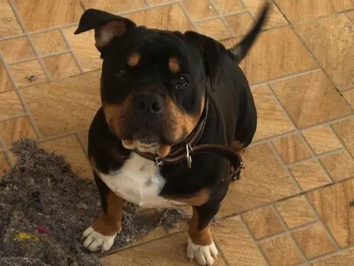 Cachorro ra a Pit-Bull american bully  idade 7 a 11 meses nome Morfeu 