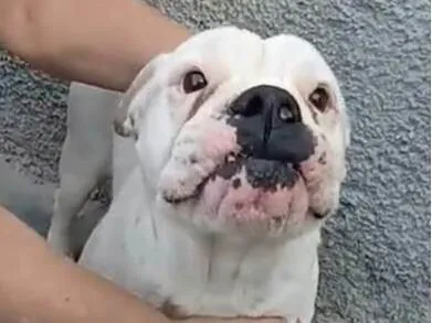 Cachorro raça  idade 7 a 11 meses nome Marley