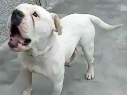 Cachorro raça  idade 7 a 11 meses nome Marley