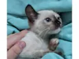 Gatos para adoção
