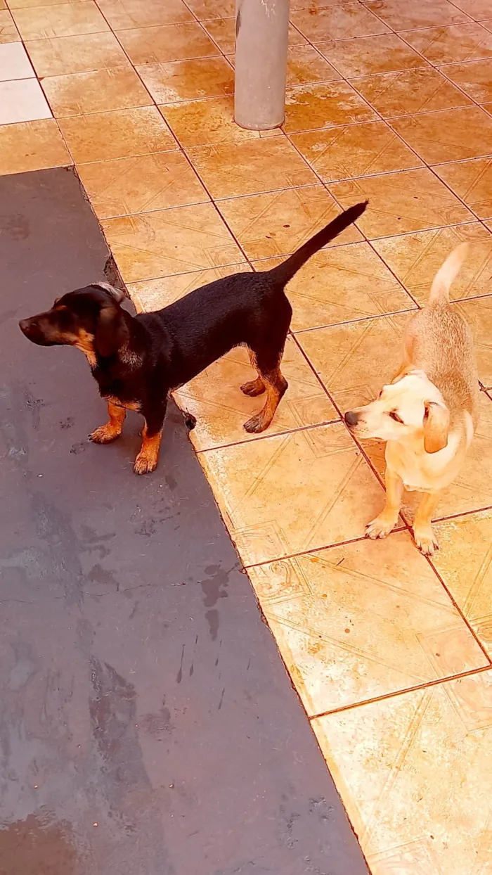 Cachorro ra a SRD-ViraLata idade 7 a 11 meses nome Macho Hulk  femea Mel
