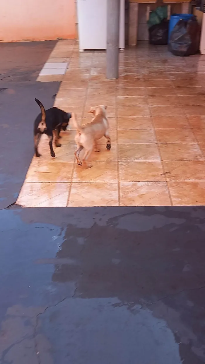 Cachorro ra a SRD-ViraLata idade 7 a 11 meses nome Macho Hulk  femea Mel