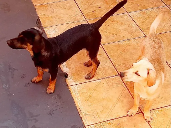 Cachorro ra a SRD-ViraLata idade 7 a 11 meses nome Macho Hulk  femea Mel