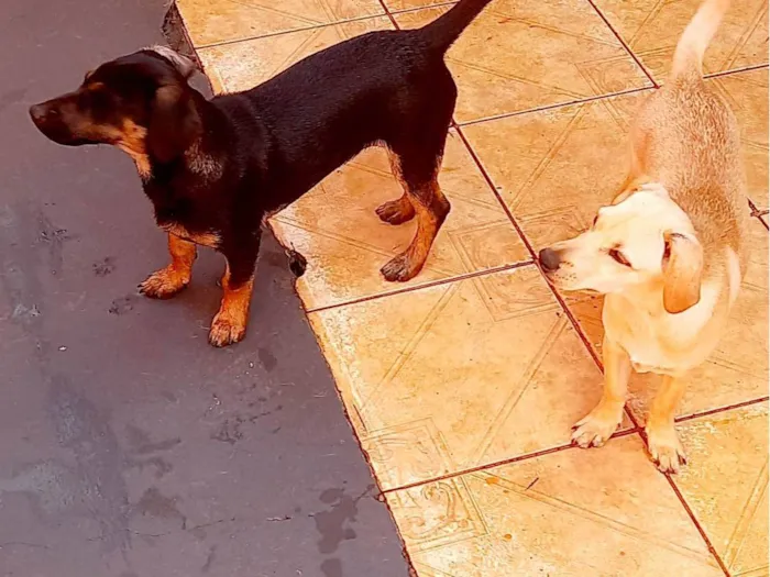Cachorro ra a SRD-ViraLata idade 7 a 11 meses nome Macho Hulk  femea Mel