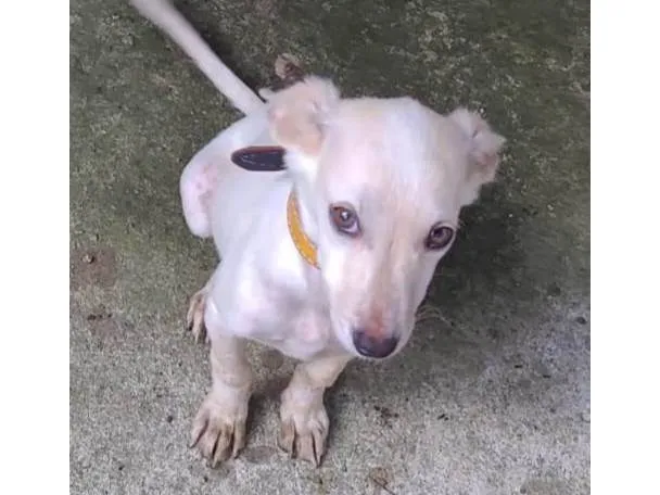 Cachorro ra a SRD-ViraLata idade 2 a 6 meses nome Branquinha