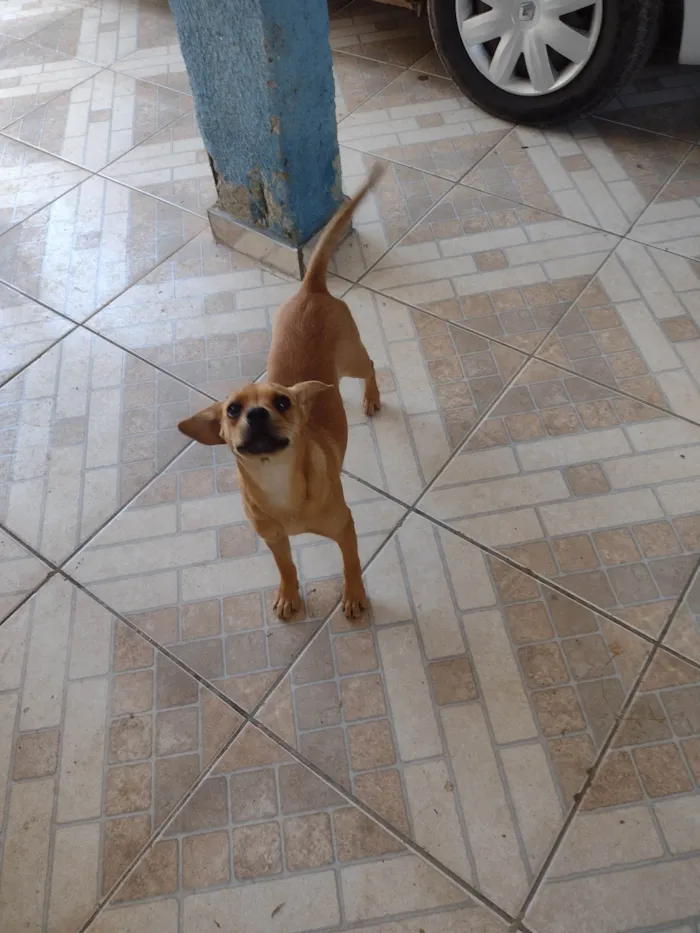 Cachorro ra a SRD-ViraLata idade 7 a 11 meses nome Lilica