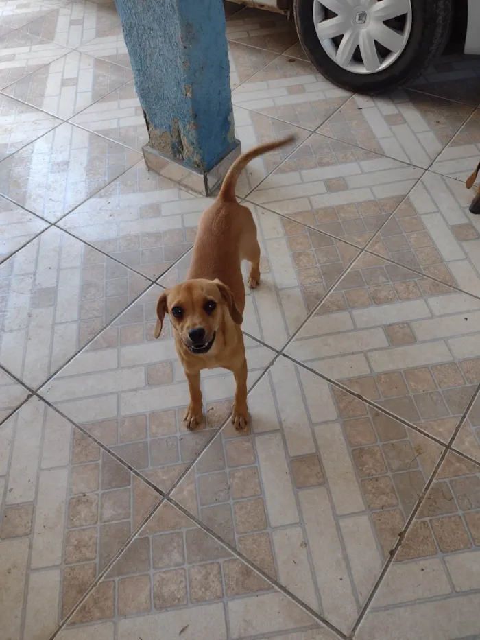 Cachorro ra a SRD-ViraLata idade 7 a 11 meses nome Lilica