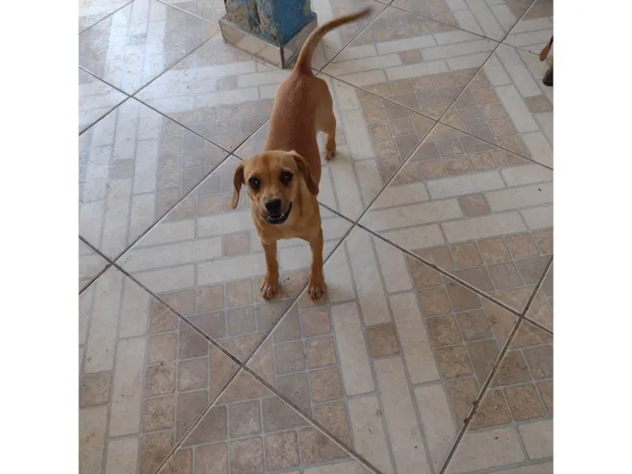 Cachorro ra a SRD-ViraLata idade 7 a 11 meses nome Lilica