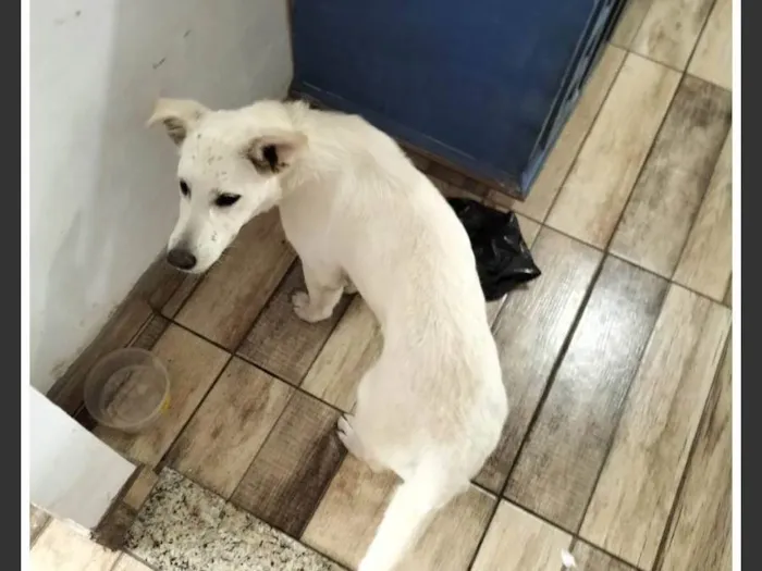 Cachorro raça Parece um lobo idade 1 ano nome Eu não sei 