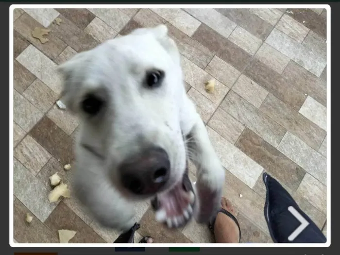 Cachorro raça Parece um lobo idade 1 ano nome Eu não sei 