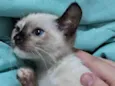 Gatos para adoção