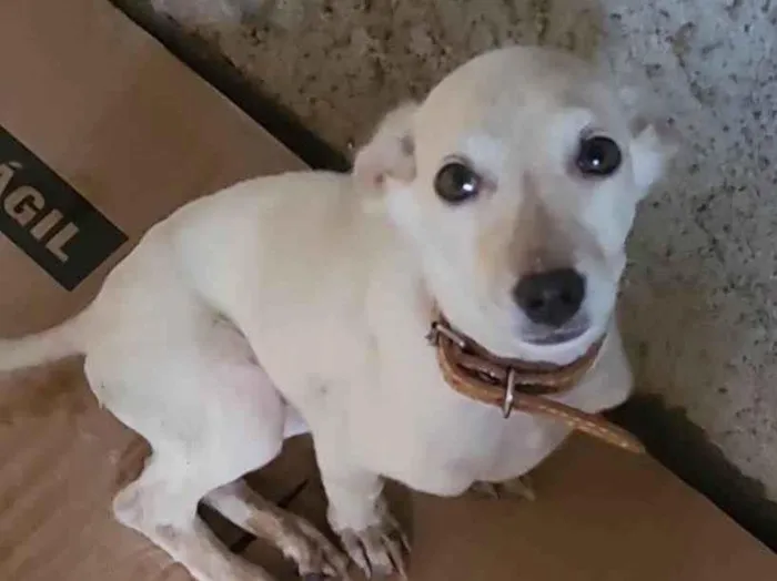 Cachorro ra a SRD-ViraLata idade 2 a 6 meses nome Branquinha