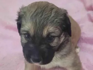 Cachorro raça SRD-ViraLata idade Abaixo de 2 meses nome PAÇOCA
