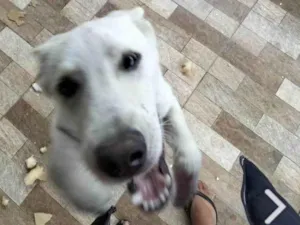 Cachorro raça Parece um lobo idade 1 ano nome Eu não sei 